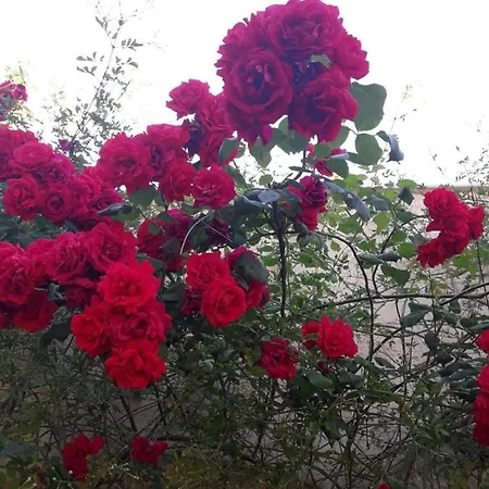 Casa vacanze Ioanneta - Close To See, Private Parking, Pet-friendly *