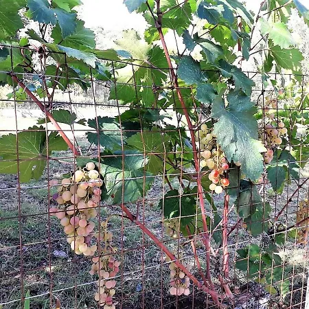 Casa vacanze Ioanneta - Close To See, Private Parking, Pet-friendly Achladi