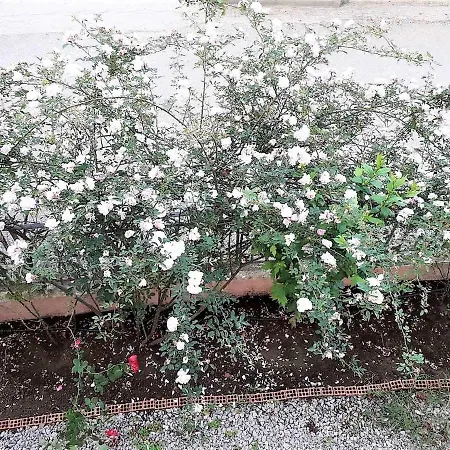 Ioanneta * Achladi